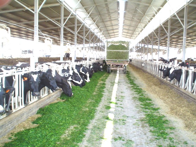שר החקלאות מאיים לקצץ 45 מיליון ליטר במכסות החלב