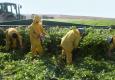 עובדים זרים בשדות נגב, צילום: שלומית קידר - הפורטל לחקלאות טבע וסביבה