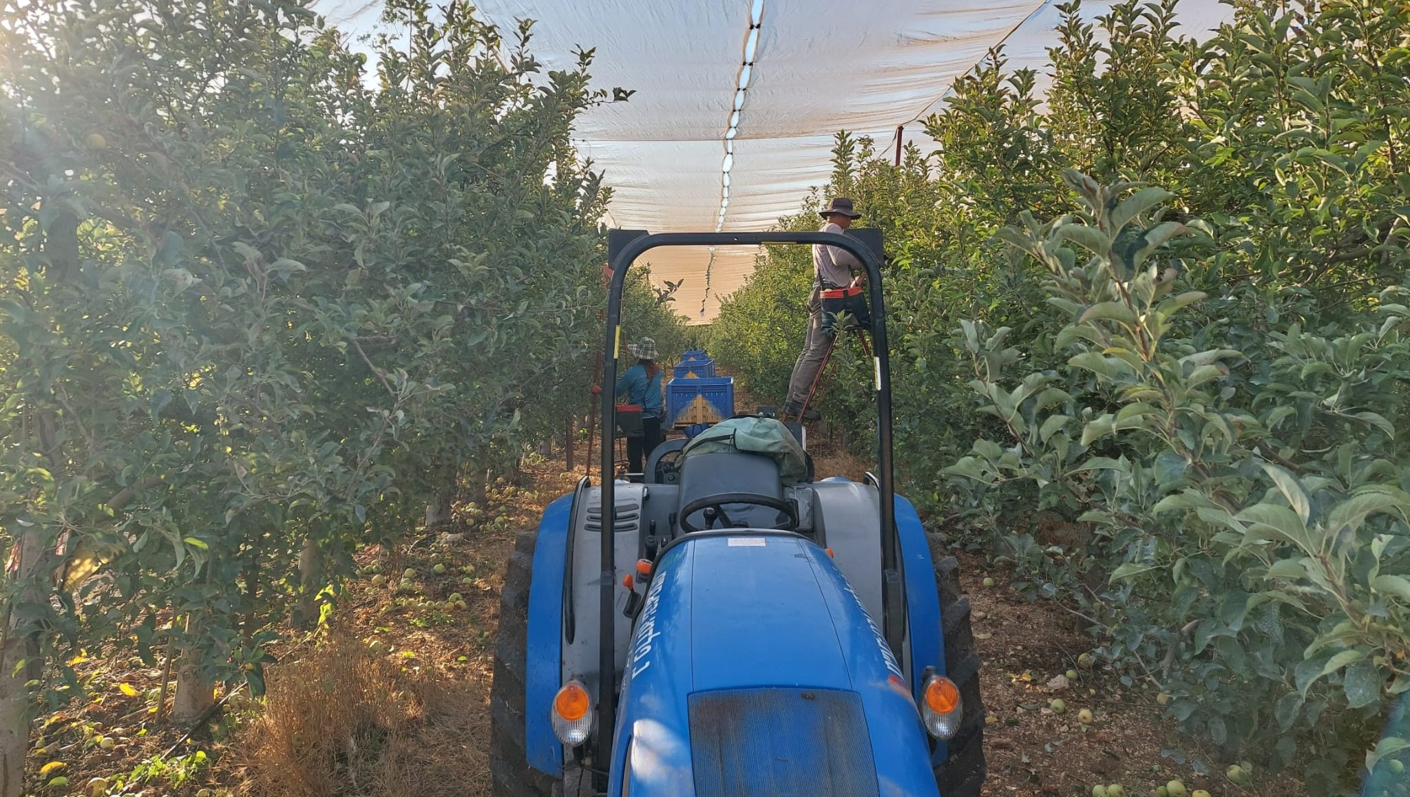 קטיף תפוח זהוב בסאסא