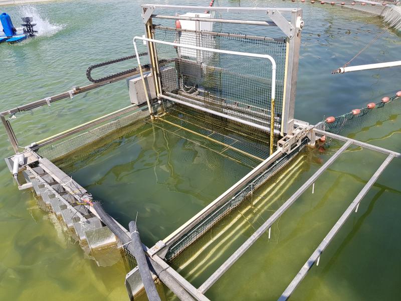 אבטיפוס מערכת מיון דגים - גינוסר, מרכז מחקר משרד החקלאות