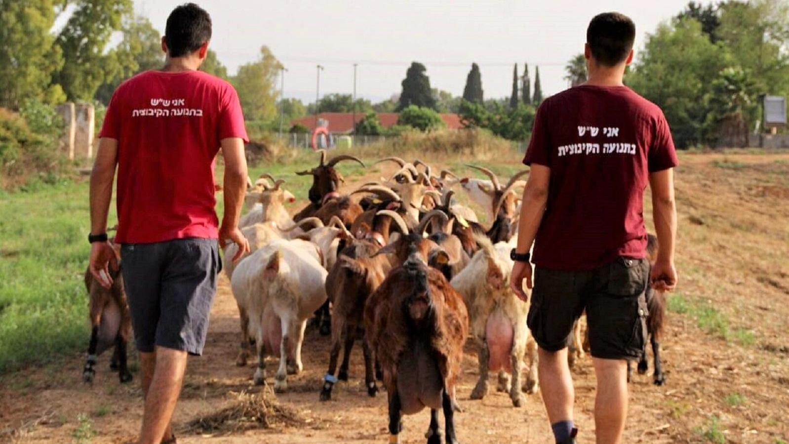 שינשנים רועים את הצאן בכפר הנוער מנוף. הצטרפו גם אתם לשנה של עשייה ותרומה לחברה הישראלית