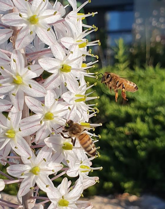 חצב ודבורים. צילום: יערה ויקסלבאום-שטהל