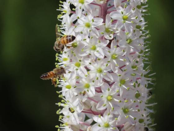 פריחת החצב והדבורים. צילום: יערה ויקסלבאום-שטהל