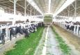 שר החקלאות מאיים לקצץ 45 מיליון ליטר במכסות החלב